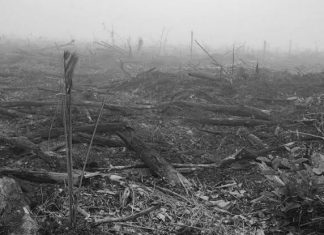 Puisi : Oleh-oleh dari Riau