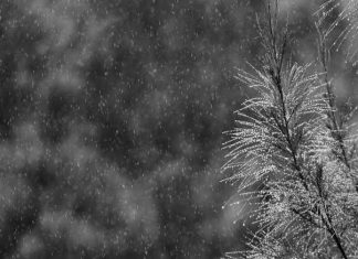 Puisi: Hujan di Ujung Cemara