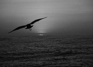 Puisi: Menyapa Rindu