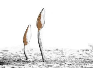 Puisi: Kuncup-Kuncup Kehidupan