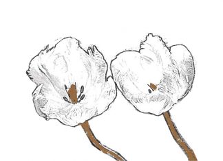 Cerpen: Padang Harapan