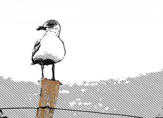 Puisi: Rinduku Selalu Pantas Menuju Rumahmu