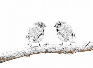 Puisi: Dua Burung yang Hinggap