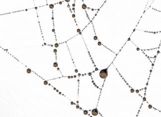 Puisi: Sebutir Embun