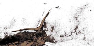 Cerpen: Dialog Senja antara Lautan, Pantai dan Angin