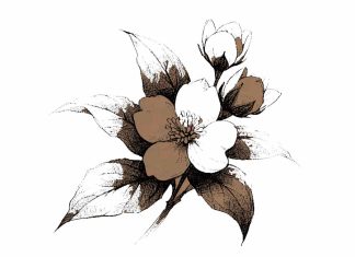 Syair: Sekuntum Kasih