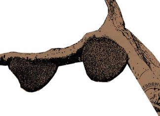 Cerpen: Penumbai Madu