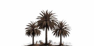 Cerpen: Pohon Ajaib Berbuah Emas