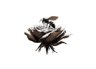 Puisi: Lebah dan Bunga Mawar