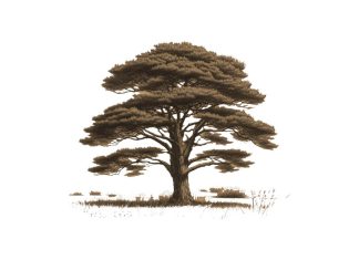 Puisi: Di Balik Sunyi Senja