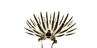 Puisi: Cengkaman Dendam